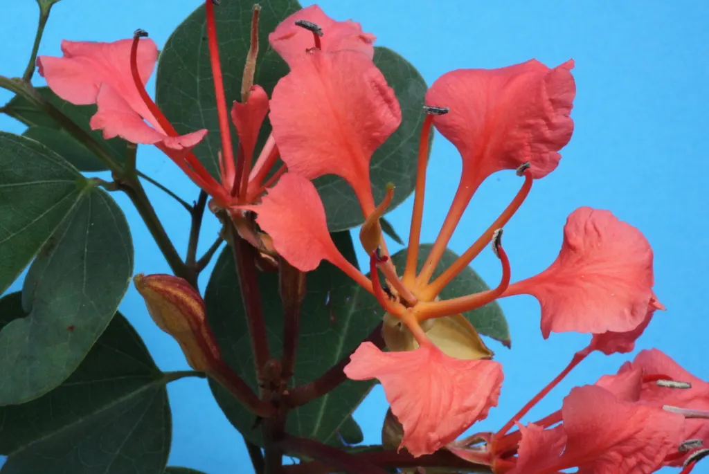 Orange Orchid Bush, (Tree), Red Bau (Bauhinia Galpinii) — the Orange Orchid Bush showcases a profusion of vivid; it thrives in well-drained soil