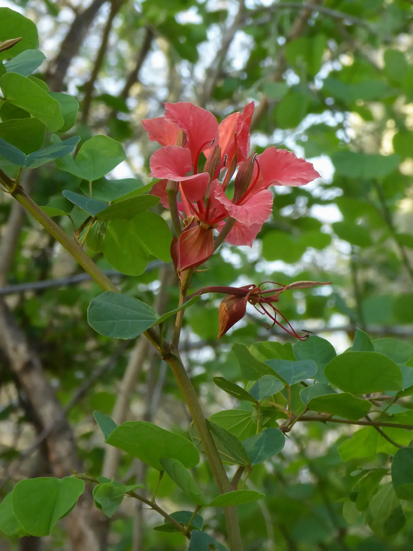 Orange Orchid Bush, (Tree), Red Bau (Bauhinia Galpinii) — It grows up to 10 feet tall and wide, with a rounded canopy; the flowers attract a, image 55