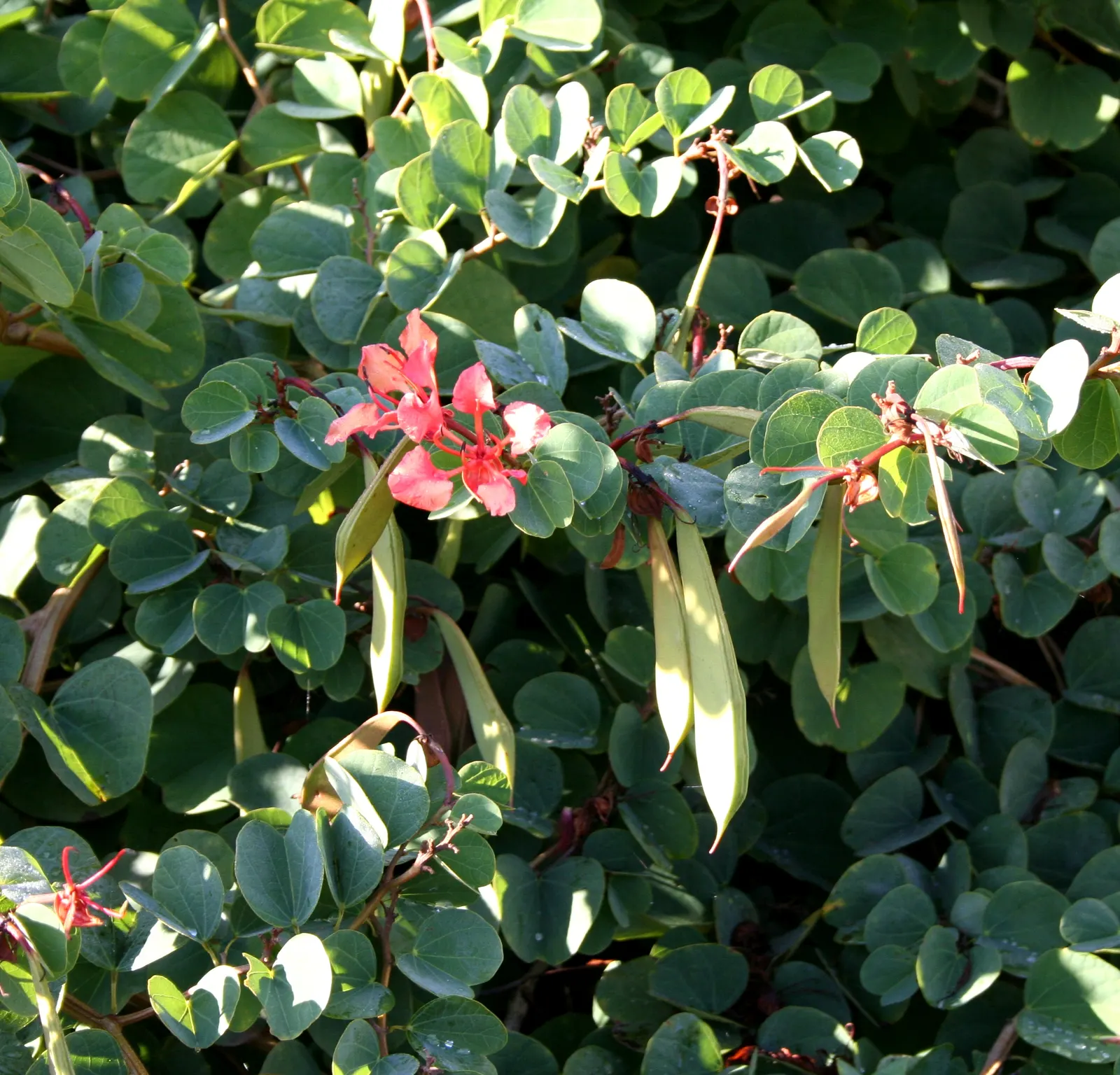 Orange Orchid Bush, (Tree), Red Bau (Bauhinia Galpinii) — lush foliage and striking reddish-orange flowers resembling orchids