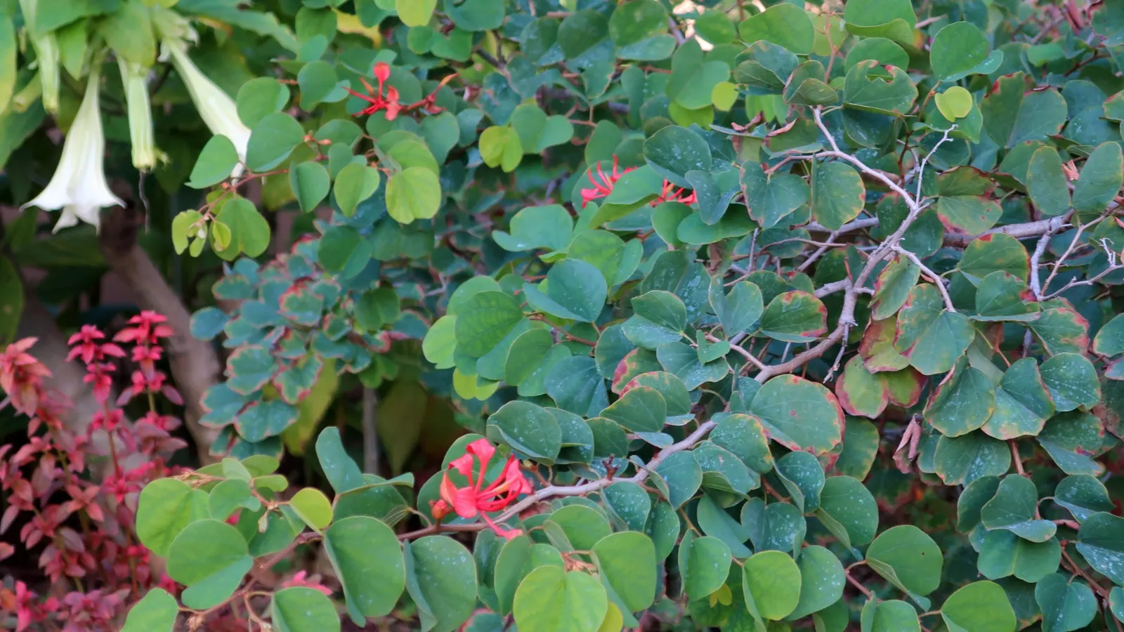Orange Orchid Bush, (Tree), Red Bau (Bauhinia Galpinii) — this vibrant and resilient plant will reward the onlooker with bursts of color and dynamic texture