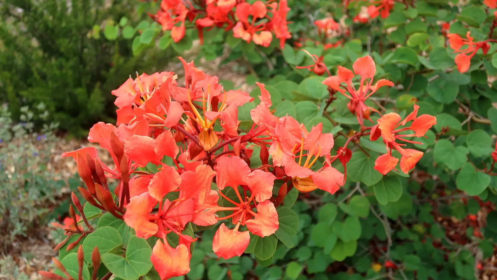 Orange Orchid Bush, (Tree), Red Bau (Bauhinia Galpinii) — It grows up to 10 feet tall and wide, with a rounded canopy