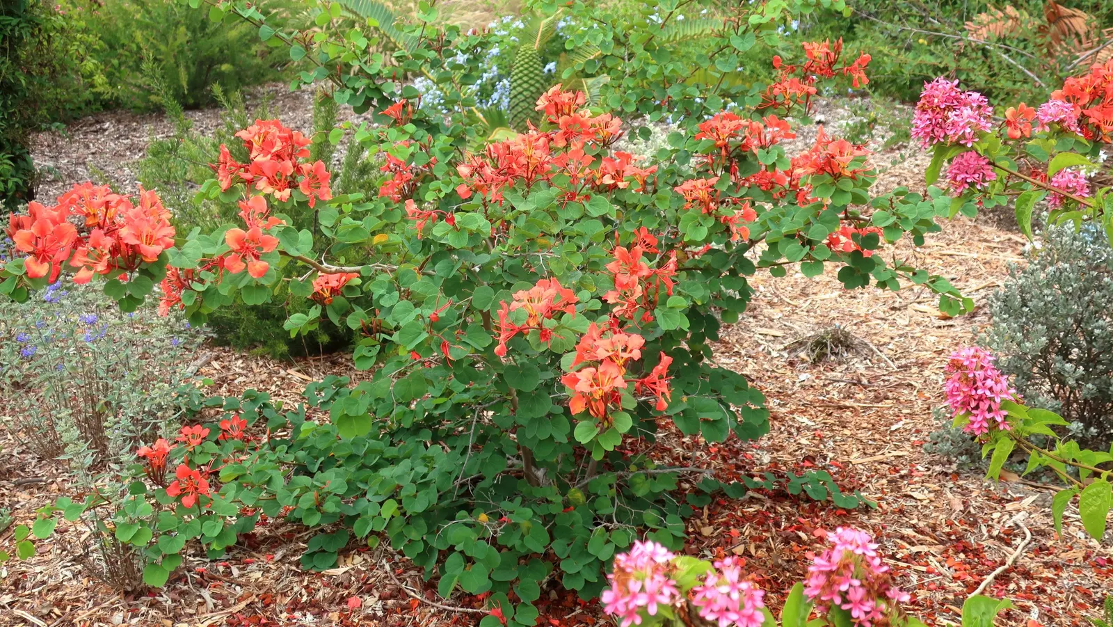Orange Orchid Bush, (Tree), Red Bau (Bauhinia Galpinii) — this Bauhinia species is renowned for its striking floral display and robust nature; it is