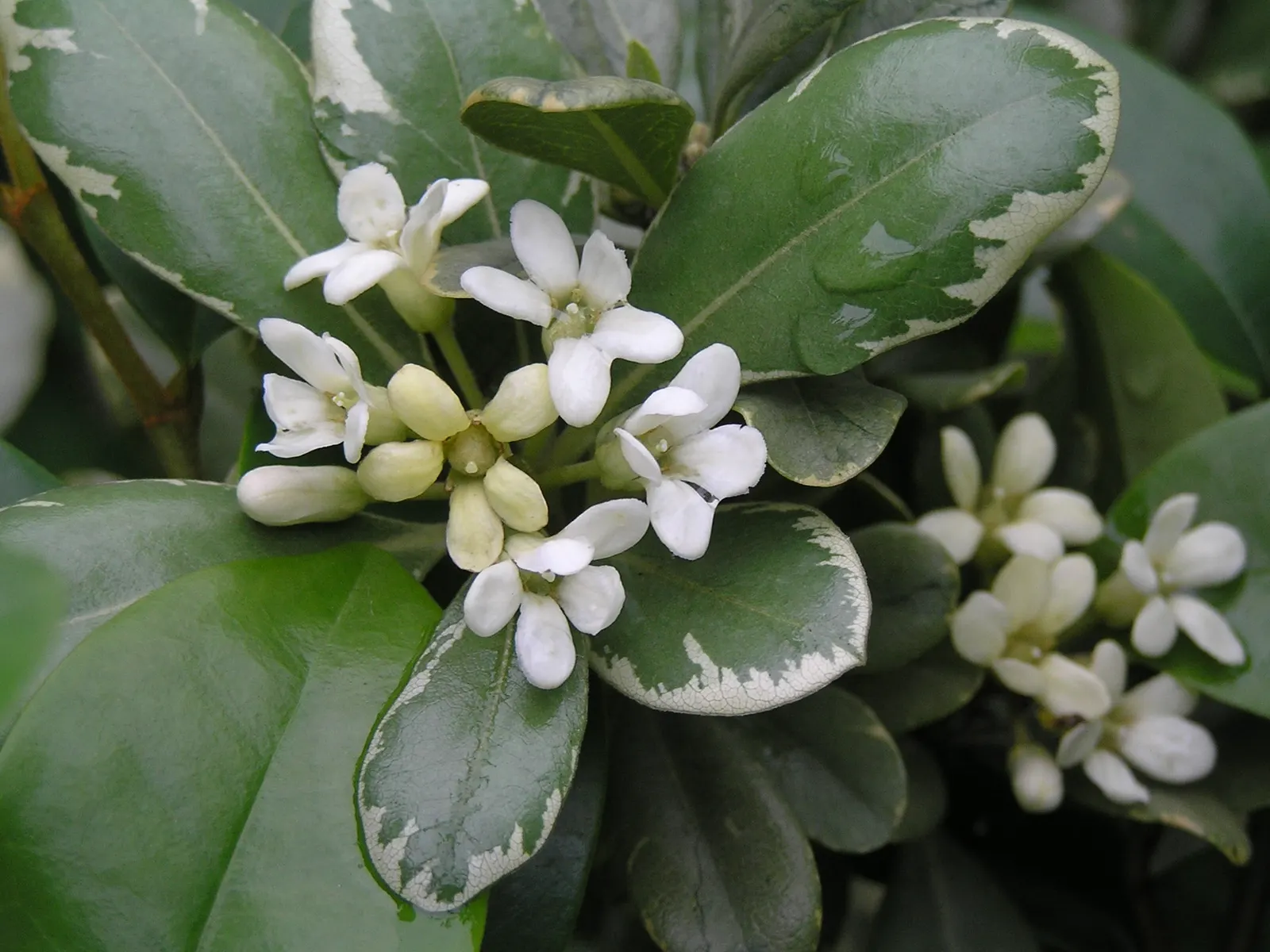 Variegated Tobira (Pittosporum Tobira 'Variegata') — Its spring-blooming, fragrant white flowers attract pollinators