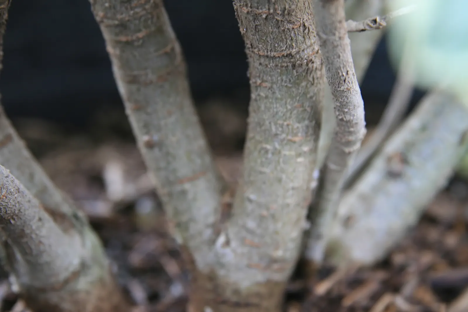 Variegated Tobira (Pittosporum Tobira 'Variegata') — commonly known as Variegated Tobira or Variegated Japanese Mock-Orange