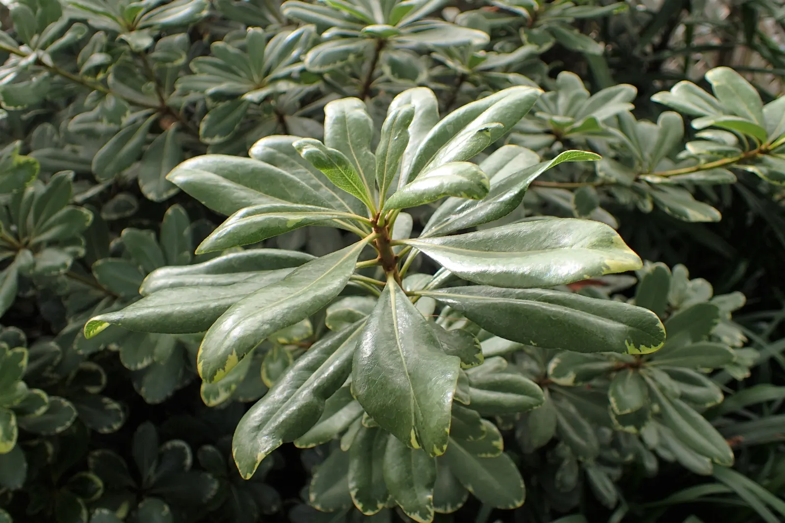 Variegated Tobira (Pittosporum Tobira 'Variegata') — Thriving in USDA zones 8-11, it prefers full sun to partial shade and well-drained soil