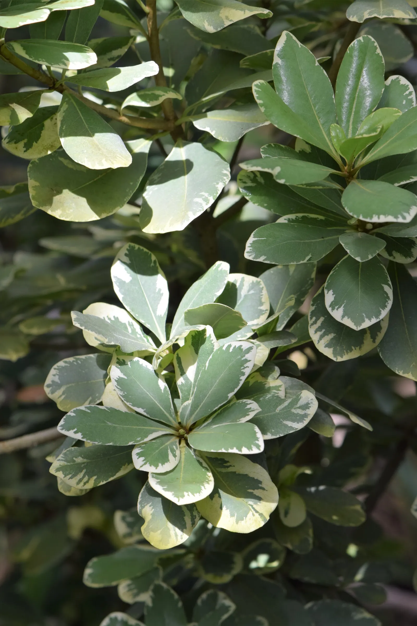 Variegated Tobira (Pittosporum Tobira 'Variegata') — is a highly ornamental evergreen shrub that bestows a distinct variegation to a landscape design