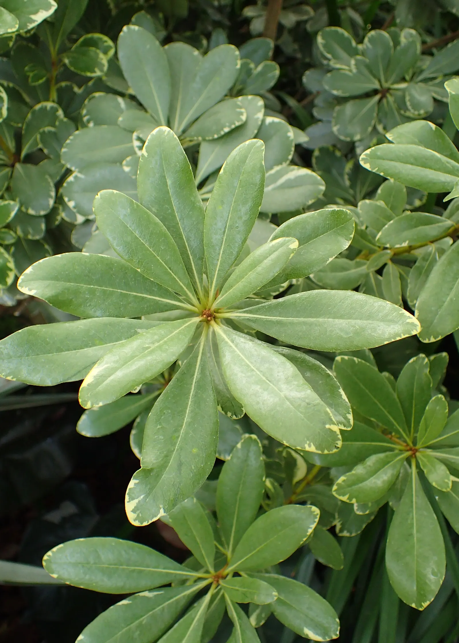 Variegated Tobira (Pittosporum Tobira 'Variegata') — This dual-toned foliage creates a luminous effect particularly striking in areas receiving partial shade