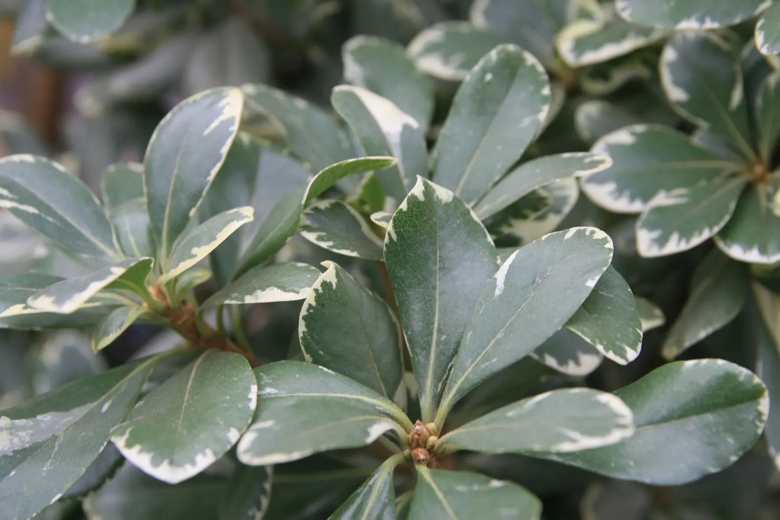 Variegated Tobira (Pittosporum Tobira 'Variegata') — This cultivar typically reaches 4 to 6 feet in height with a similar spread