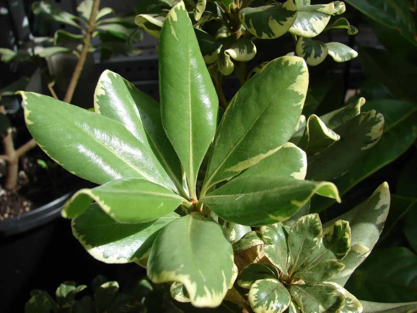 Variegated Tobira (Pittosporum Tobira 'Variegata') — or as an accent specimen.<br><br>The leaves of the Variegated Tobira are its key feature