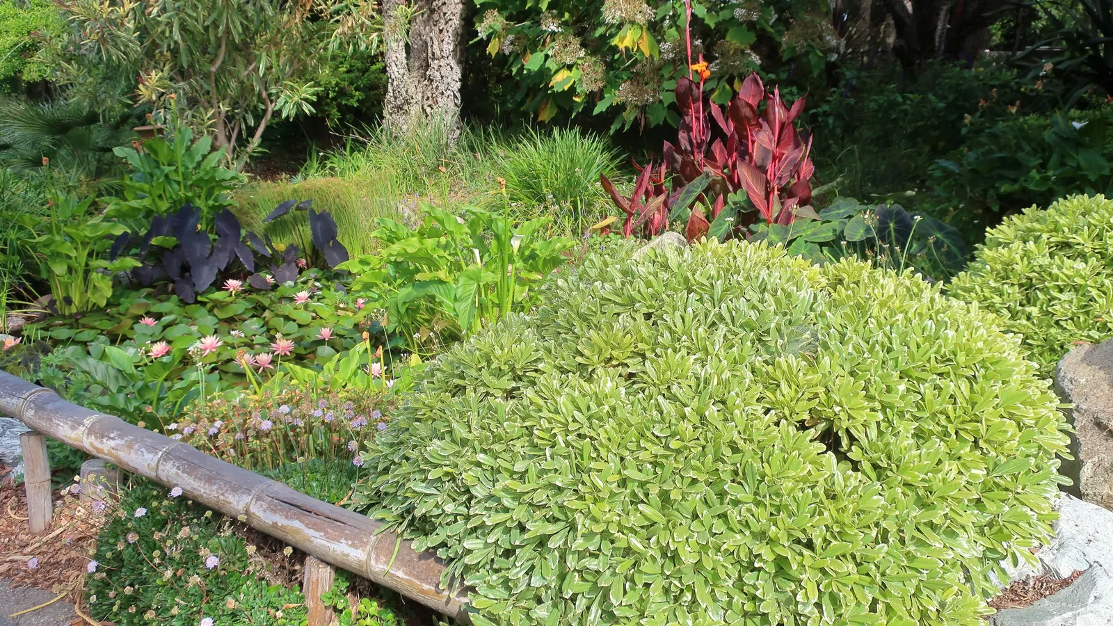 Variegated Tobira (Pittosporum Tobira 'Variegata') — is an evergreen shrub with creamy-white margined leaves and a dense