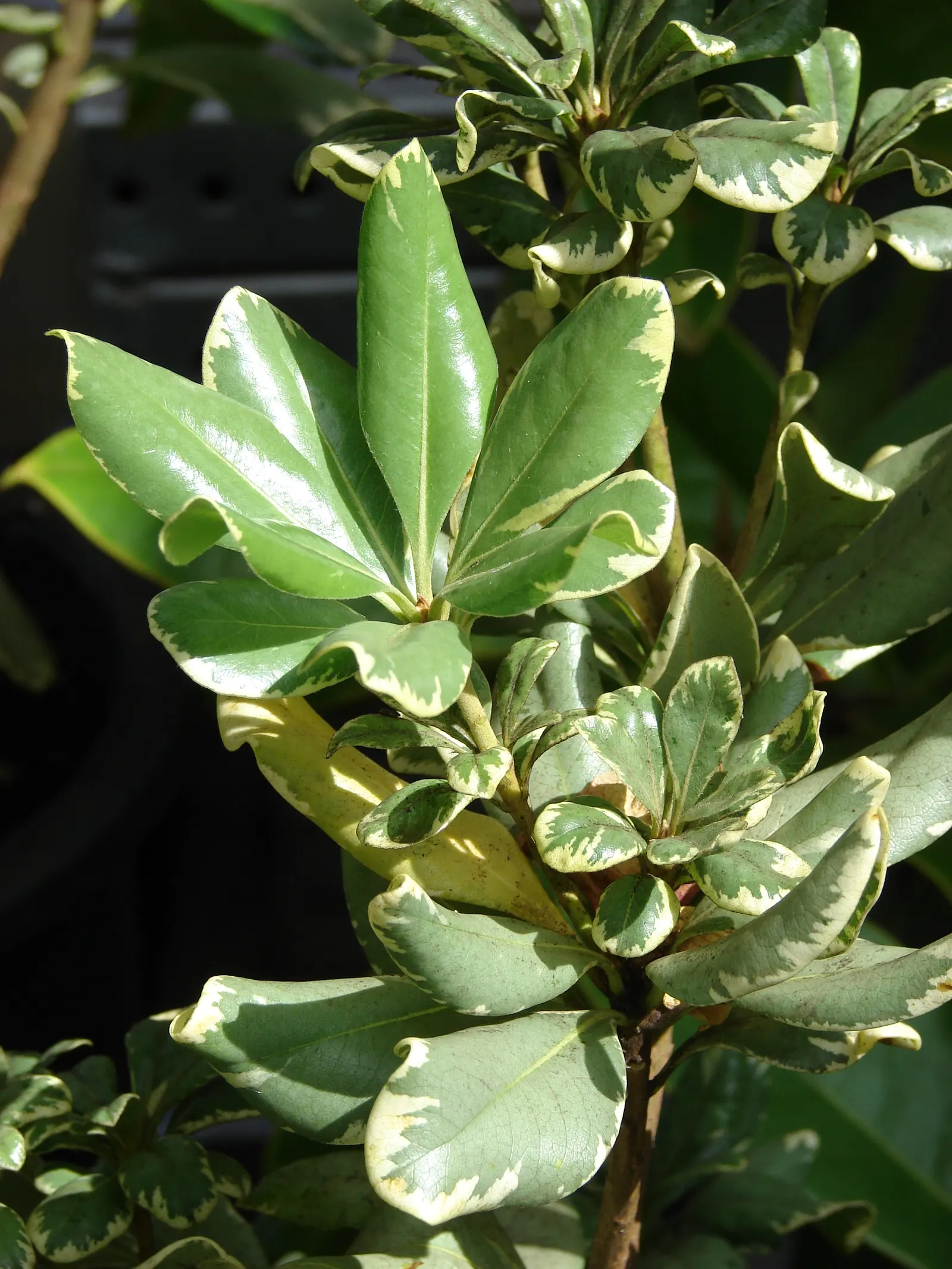Variegated Tobira (Pittosporum Tobira 'Variegata') — making it an excellent choice for foundation plantings