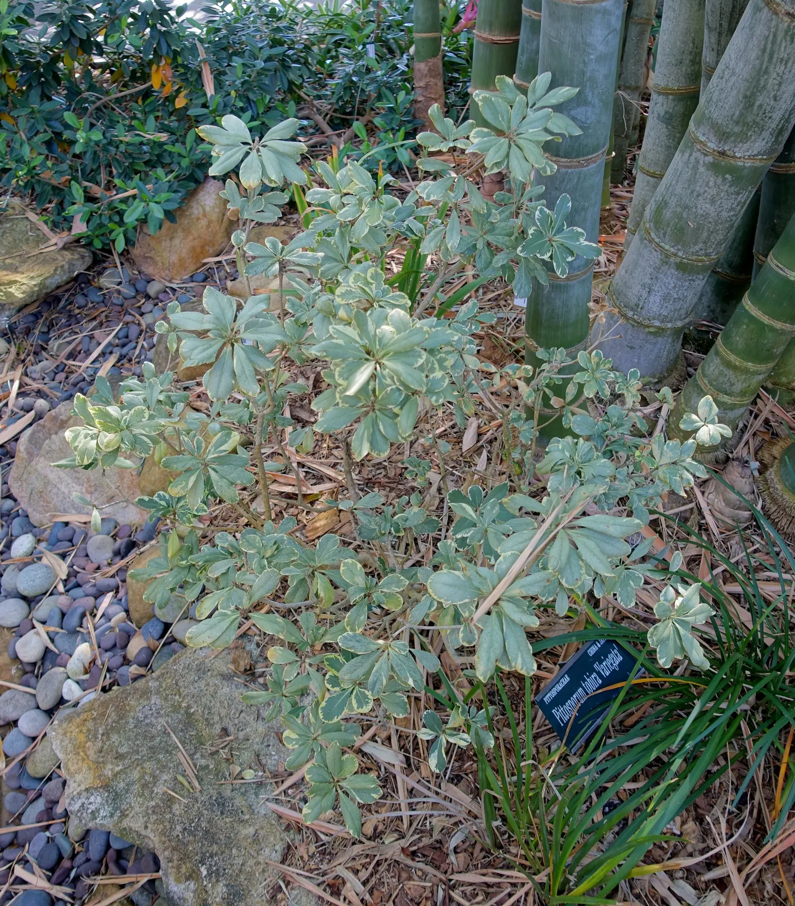 Variegated Tobira (Pittosporum Tobira 'Variegata') — Ideal for hedges, foundation plantings, or as an accent specimen