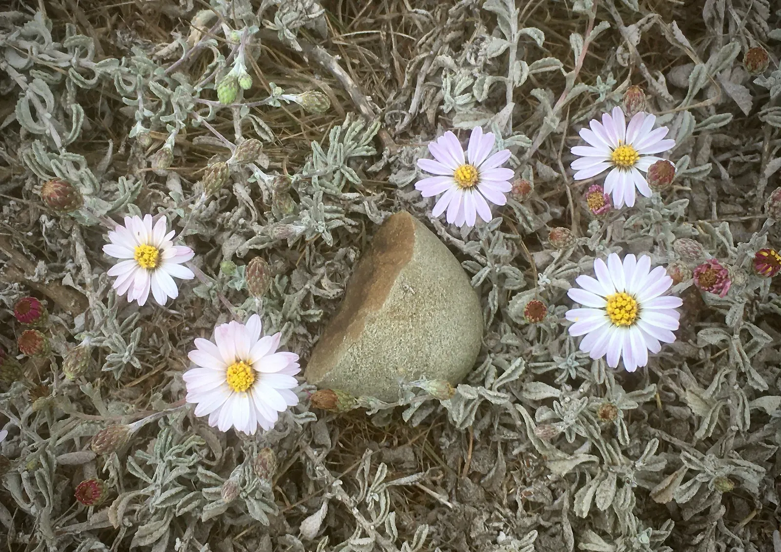 California Aster (Lessingia Filaginifolia) — to the garden.<br><br>Ideally suited for a water-wise landscape or a wildflower meadow; violet flowers in the