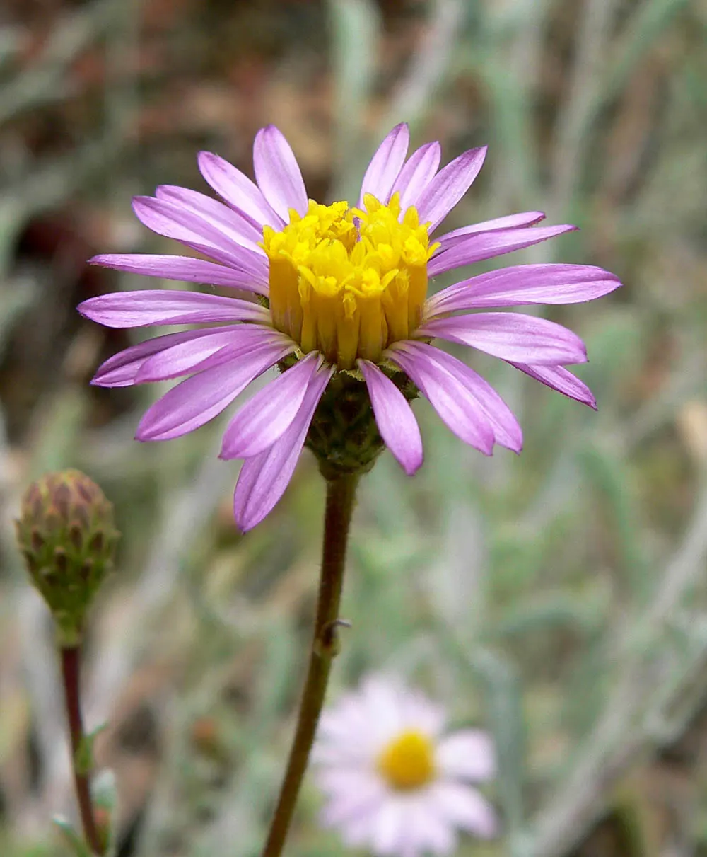 California Aster (Lessingia Filaginifolia) — scientifically known as Lessingia filaginifolia; attracting a delightful array of pollinators