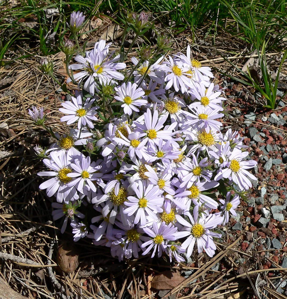 California Aster (Lessingia Filaginifolia) — This sun-loving aster thrives in dry conditions, reaching 1-3 feet in height with a similar spread, image 54