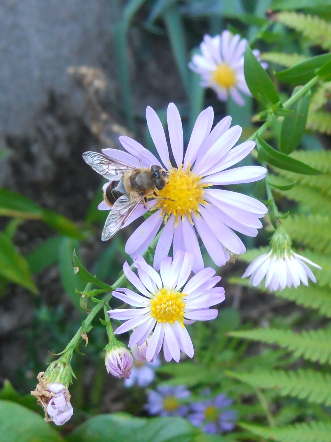 California Aster (Lessingia Filaginifolia) — each spanning 1-2 inches across; ground cover / perennial with violet blooms, image 56