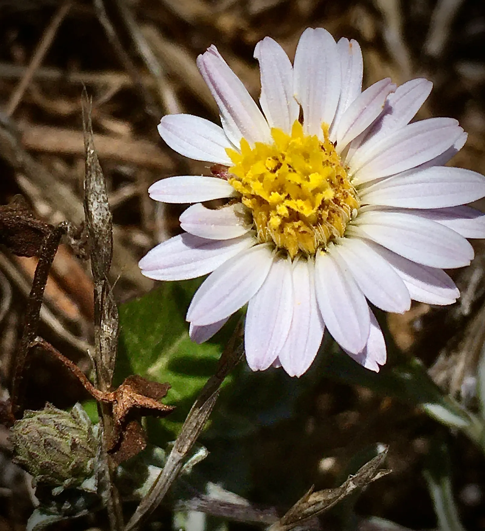 California Aster (Lessingia Filaginifolia) — the California Aster thrives in full sun but can also tolerate light shade; ideal for xeriscapes, it, image 68