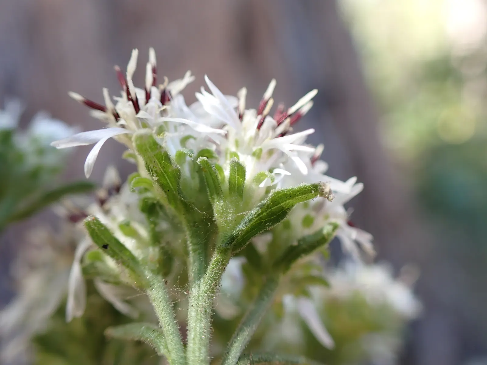 California Aster (Lessingia Filaginifolia) — this aster species provides a pleasing; to the garden.<br><br>Ideally suited for a water-wise landscape or a