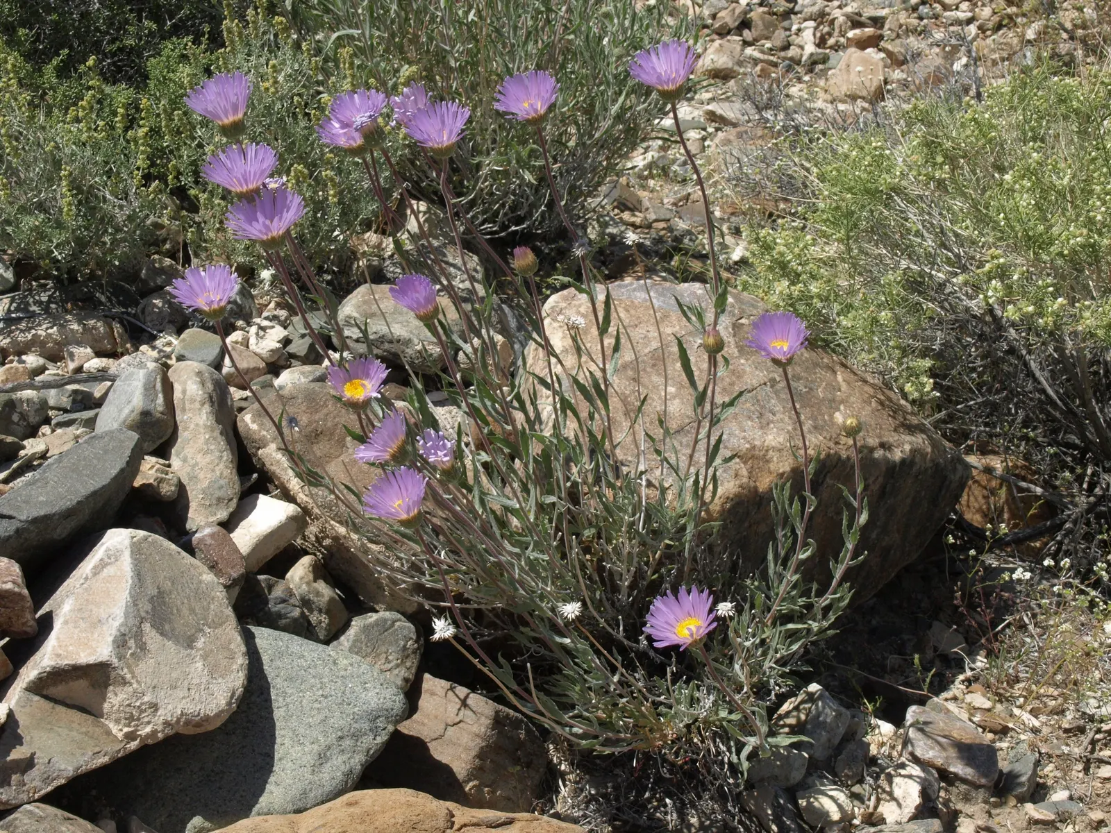 California Aster (Lessingia Filaginifolia) — is an enchanting perennial native to the coastal and inland valleys of California; consider deadheading spent