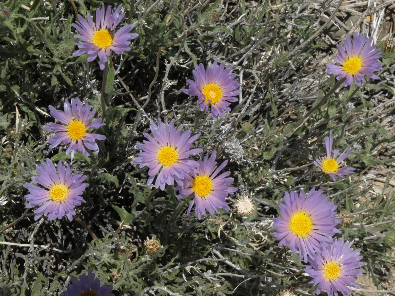California Aster (Lessingia Filaginifolia) — each spanning 1-2 inches across