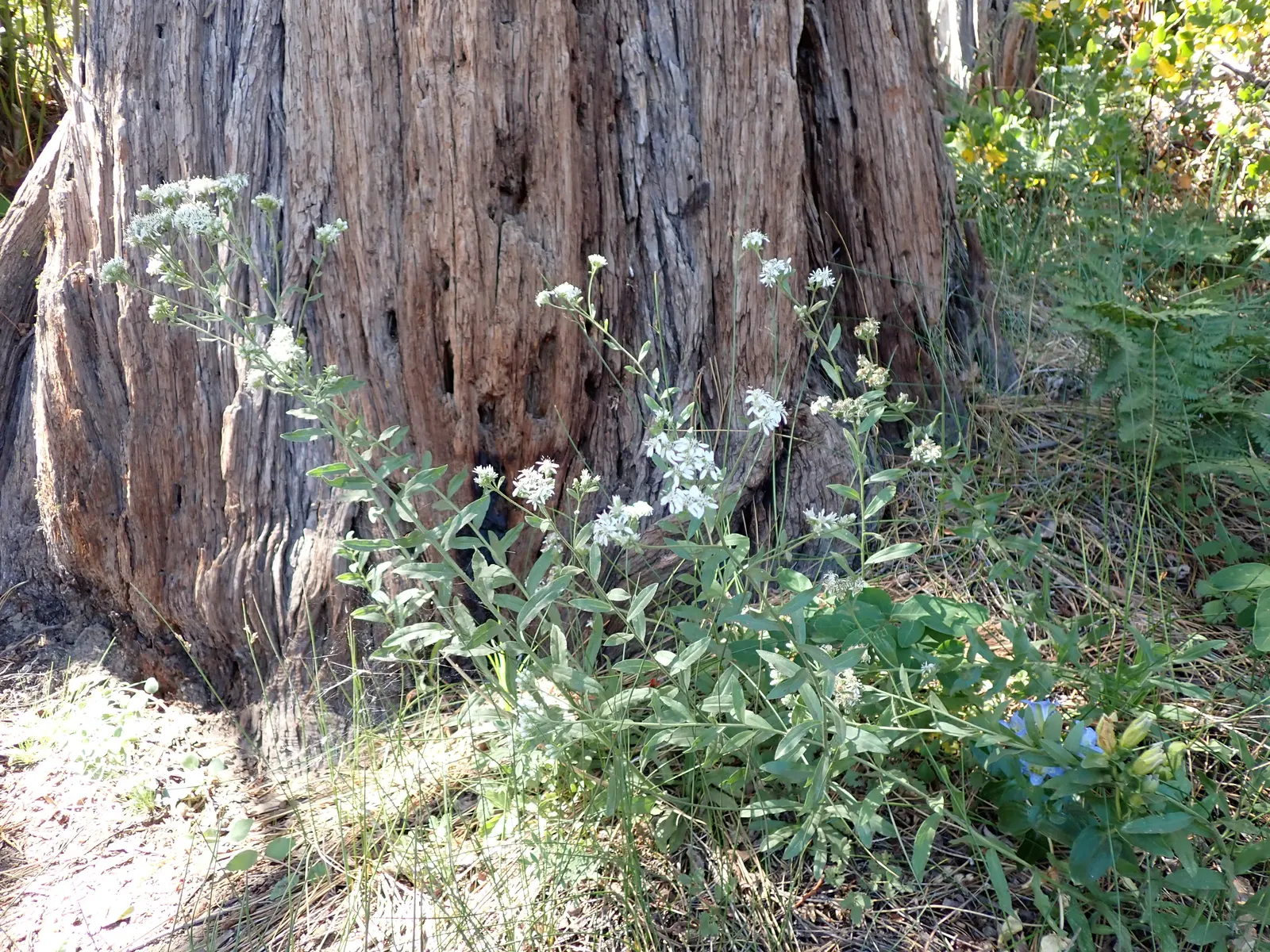 California Aster (Lessingia Filaginifolia) — ground cover / perennial with violet blooms; the California Aster thrives in full sun but can also tolerate light
