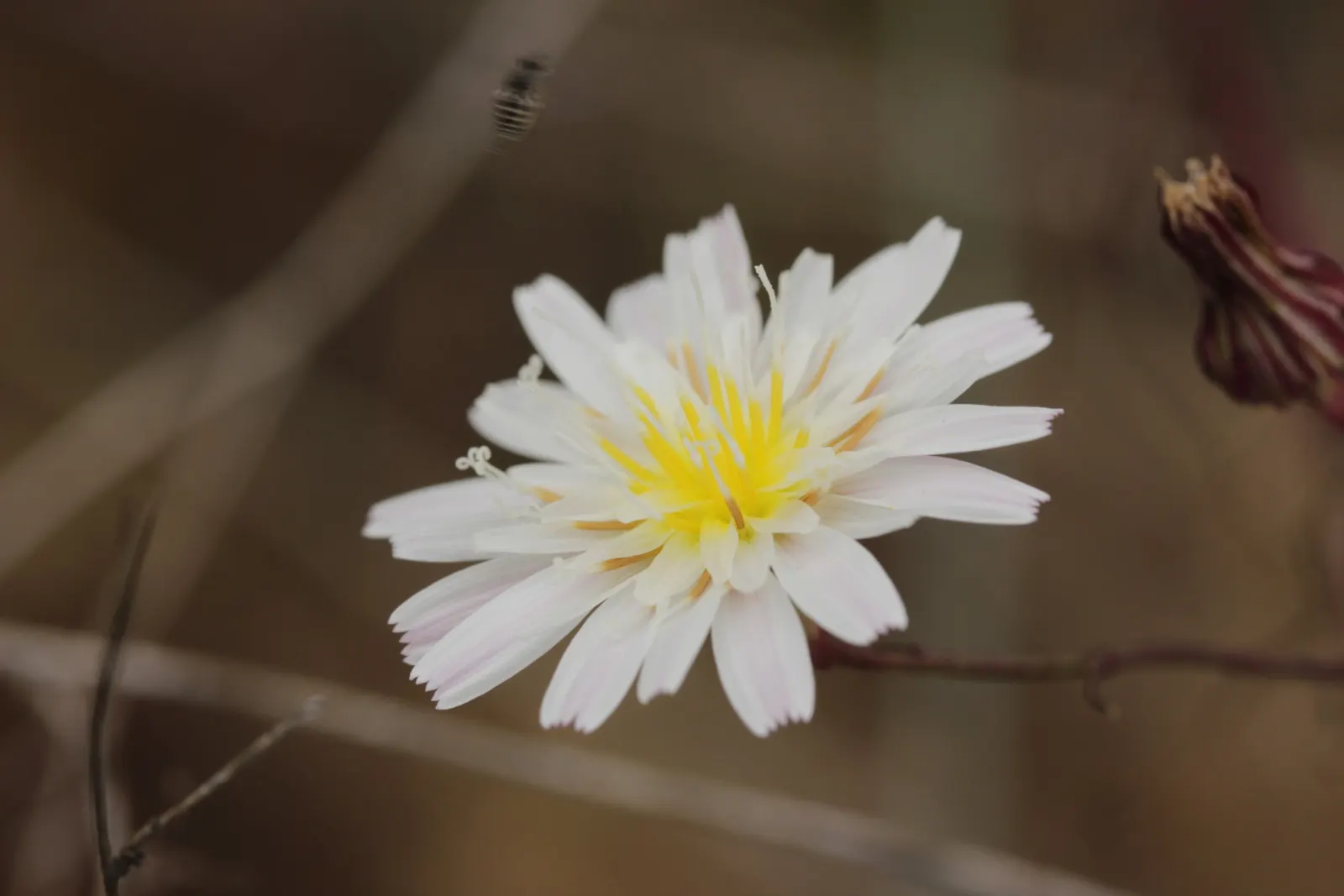 California Aster (Lessingia Filaginifolia) — The aster flourishes in USDA hardiness zones 8 through 10