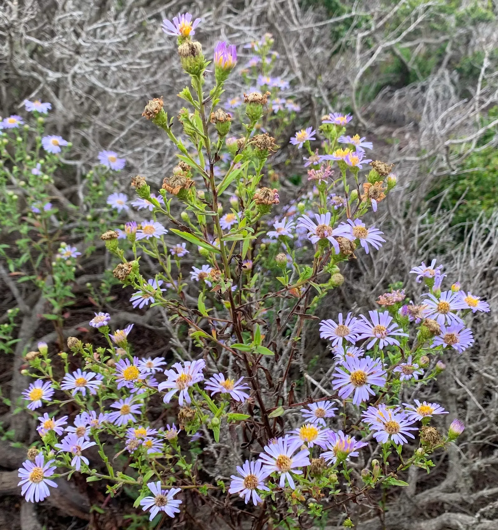California Aster (Lessingia Filaginifolia) — The California Aster (Lessingia filaginifolia) is a robust perennial native to the Western U.S; each, image 53