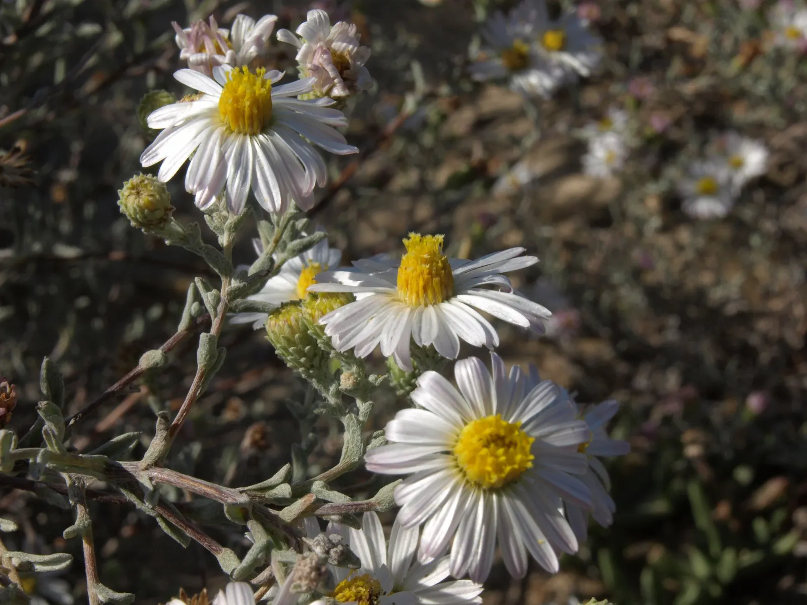 California Aster (Lessingia Filaginifolia) — each spanning 1-2 inches across; ground cover / perennial with violet blooms