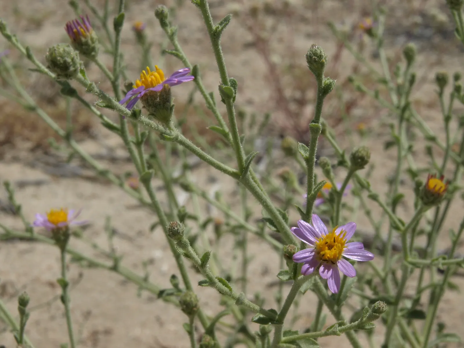 California Aster (Lessingia Filaginifolia) — Grouping these plants can create a swath of color and texture; bear in mind its natural spreading habit