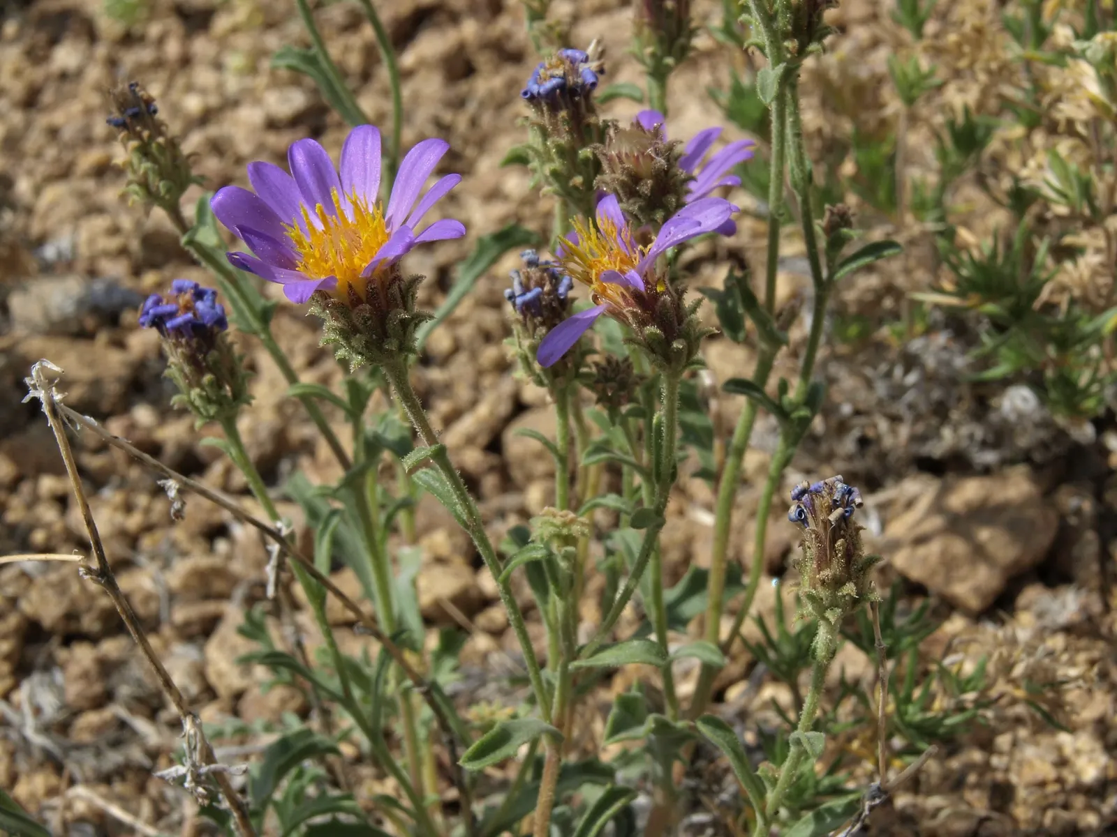 California Aster (Lessingia Filaginifolia) — violet flowers in the garden; indicating a tolerance for mild to moderate climates.<br><br>Standing at a modest