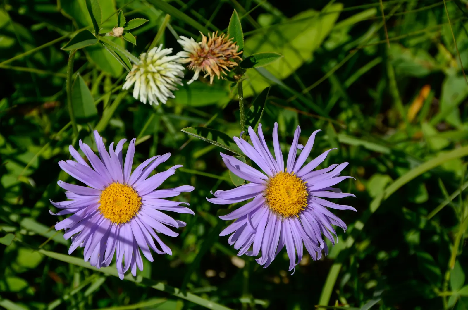 California Aster (Lessingia Filaginifolia) — The blooms proudly display their lavender to pinkish hues with yellow centers from mid-summer through, image 64