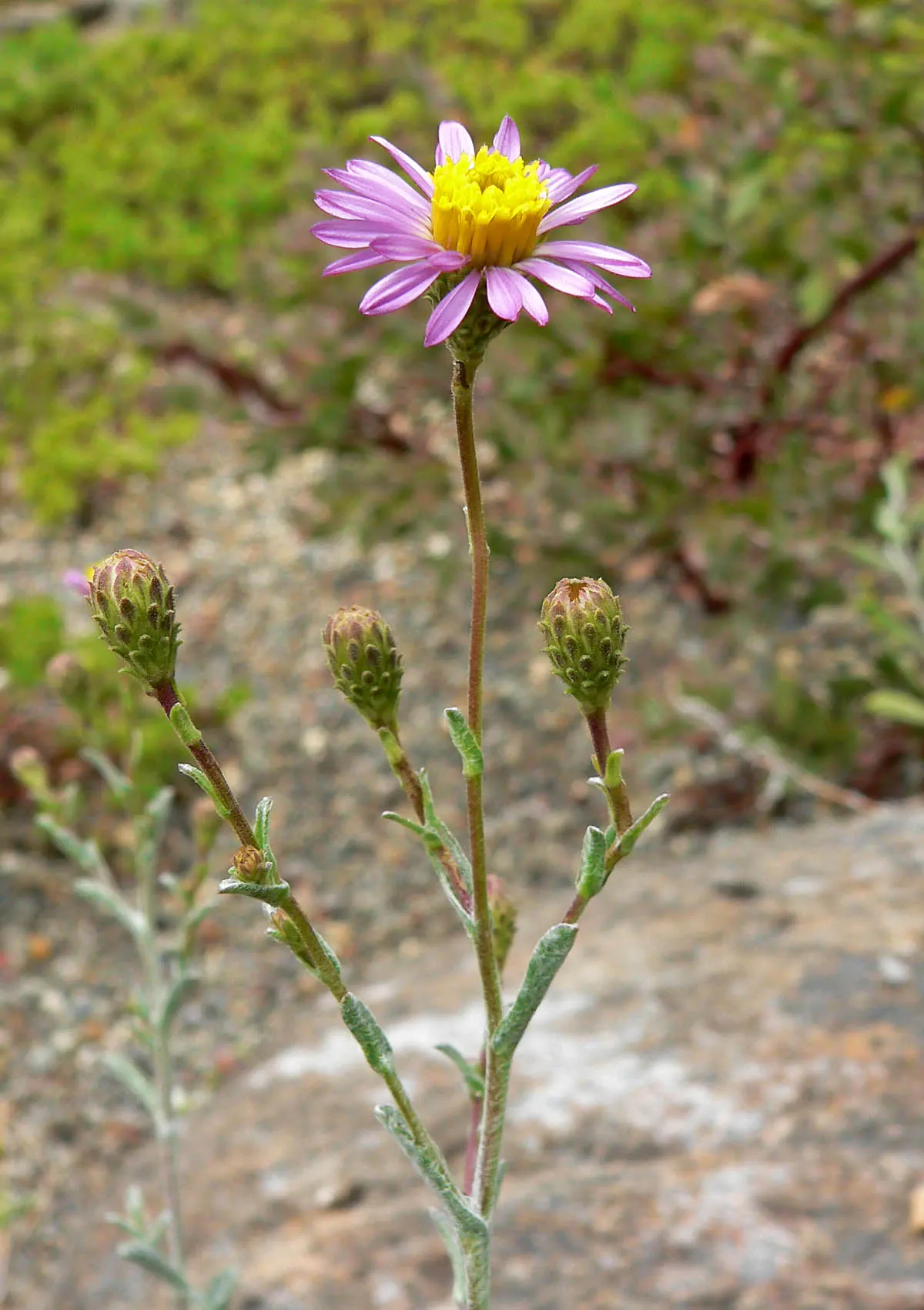 California Aster (Lessingia Filaginifolia) — ground cover / perennial for full