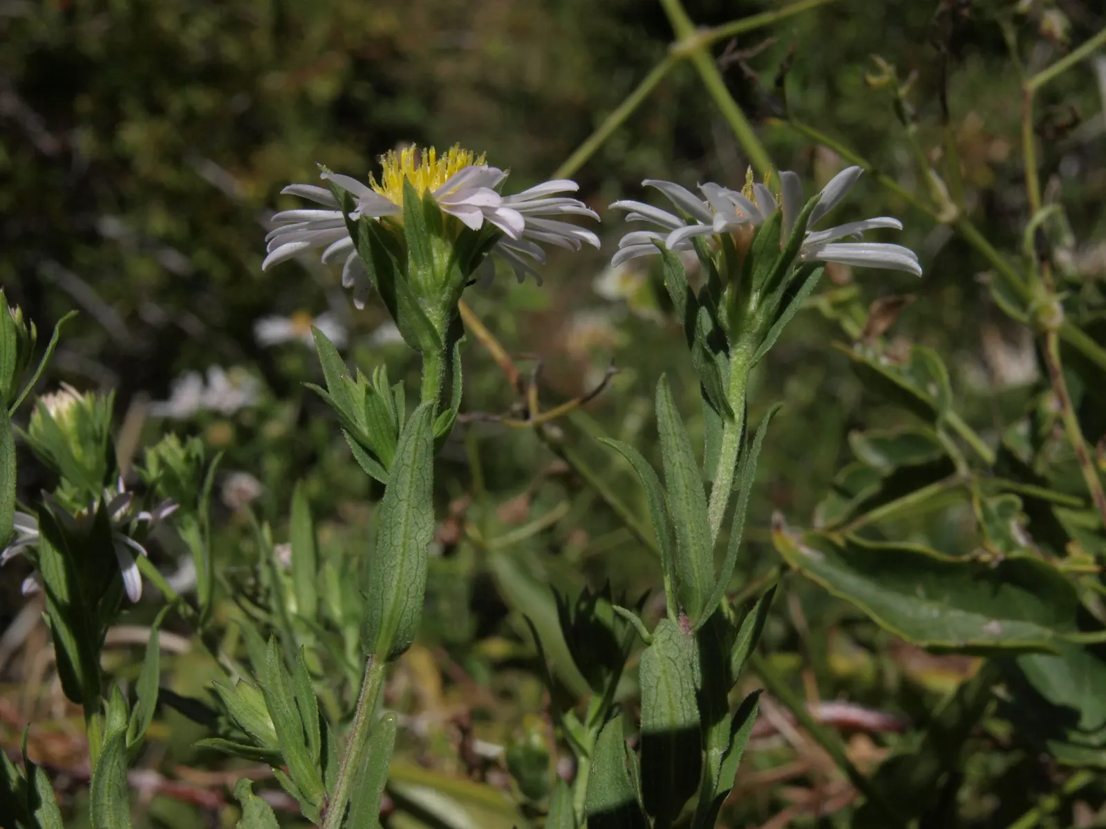 California Aster (Lessingia Filaginifolia) — informal look with its silvery-green foliage and abundant daisy-like flowers; grouping these plants, image 63