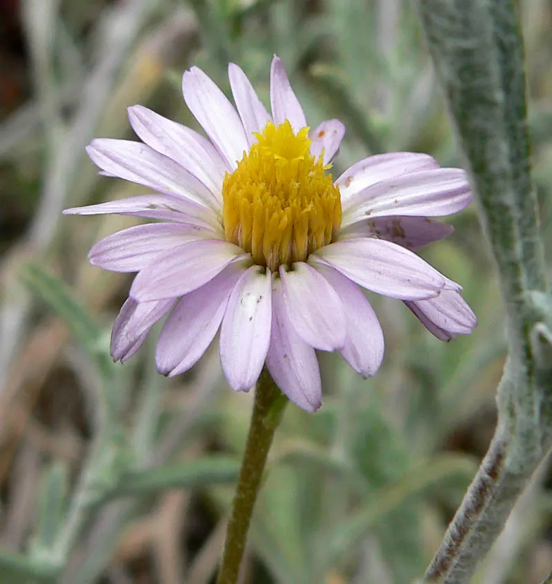 California Aster (Lessingia Filaginifolia) — The aster flourishes in USDA hardiness zones 8 through 10; the California Aster (Lessingia filaginifolia) is a