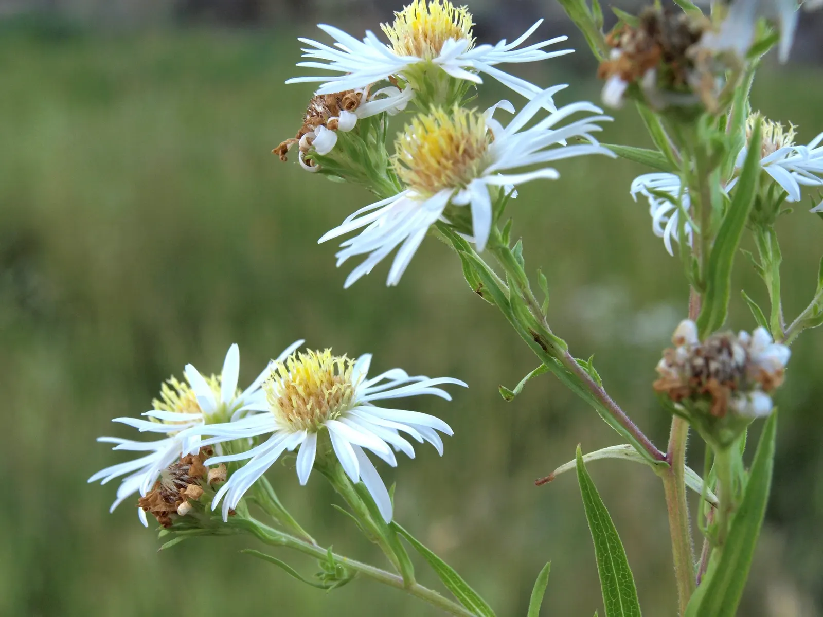 California Aster (Lessingia Filaginifolia) — Ideal for xeriscapes, it adds a splash of color and adapts well to poor soils; scientifically known as, image 57