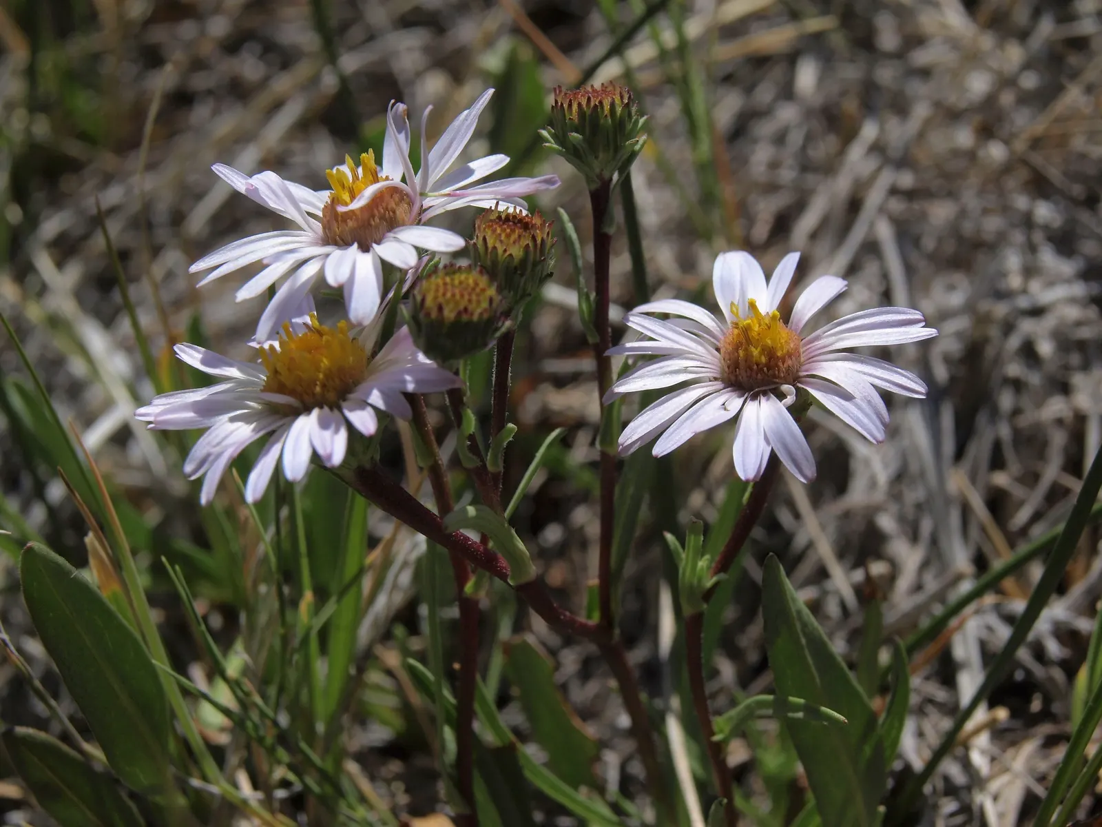California Aster (Lessingia Filaginifolia) — It prefers well-drained soils but is notably drought-tolerant once established; the blooms proudly, image 69