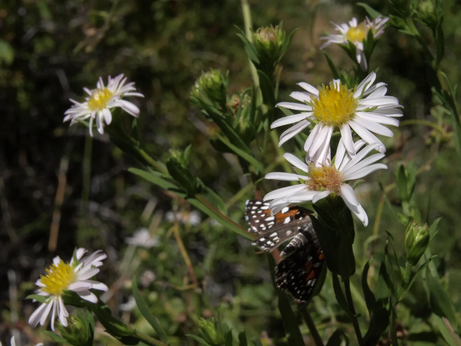 California Aster (Lessingia Filaginifolia) — The aster flourishes in USDA hardiness zones 8 through 10; the California Aster (Lessingia, image 60