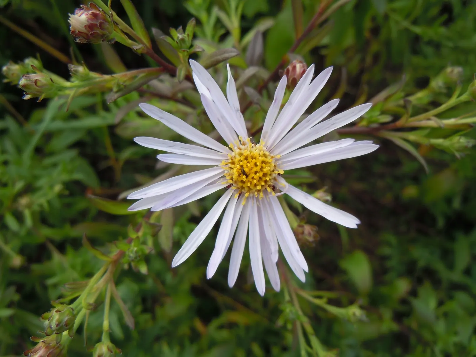 California Aster (Lessingia Filaginifolia) — informal look with its silvery-green foliage and abundant daisy-like flowers