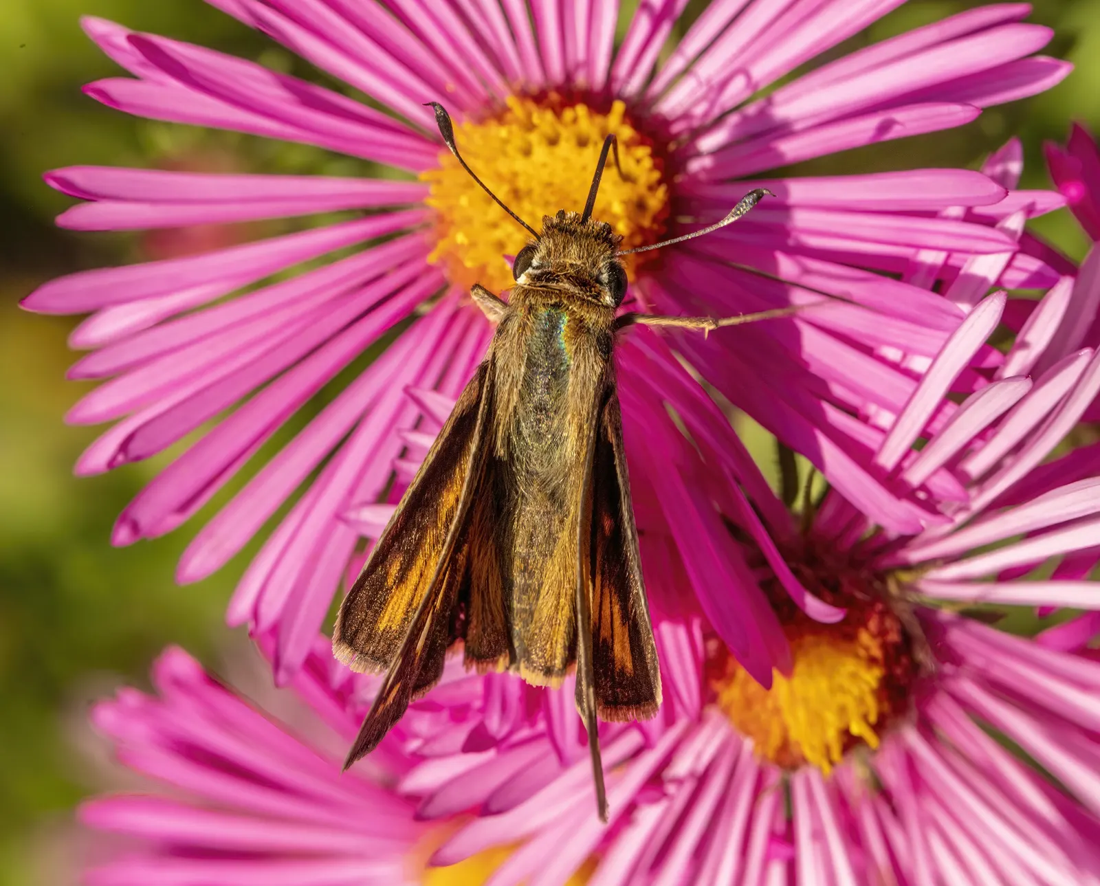 California Aster (Lessingia Filaginifolia) — It prefers well-drained soils but is notably drought-tolerant once established