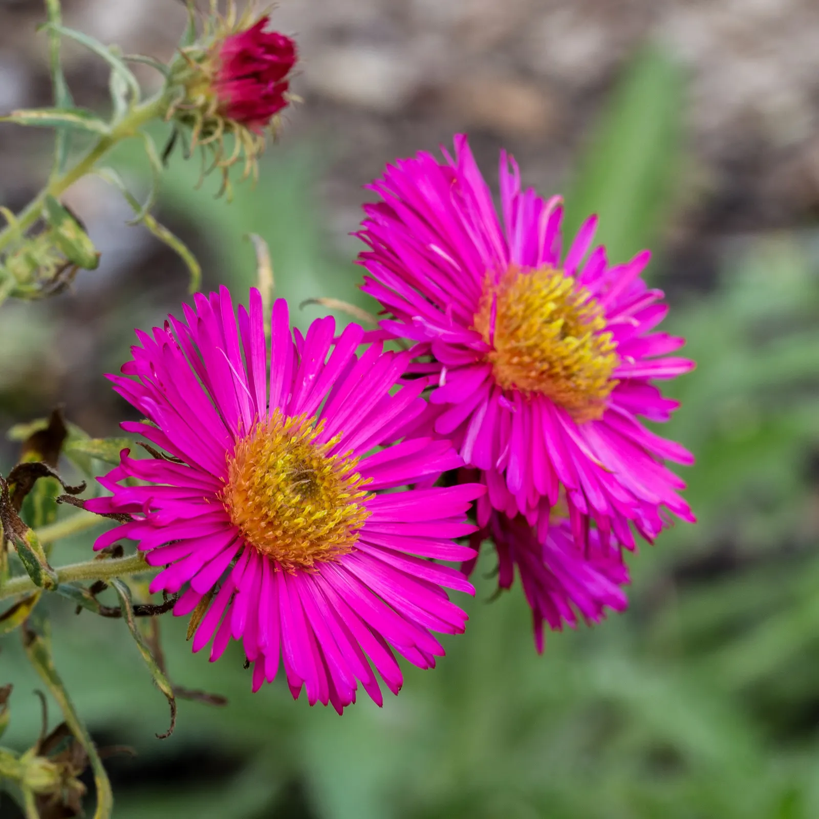 California Aster (Lessingia Filaginifolia) — attracting a delightful array of pollinators