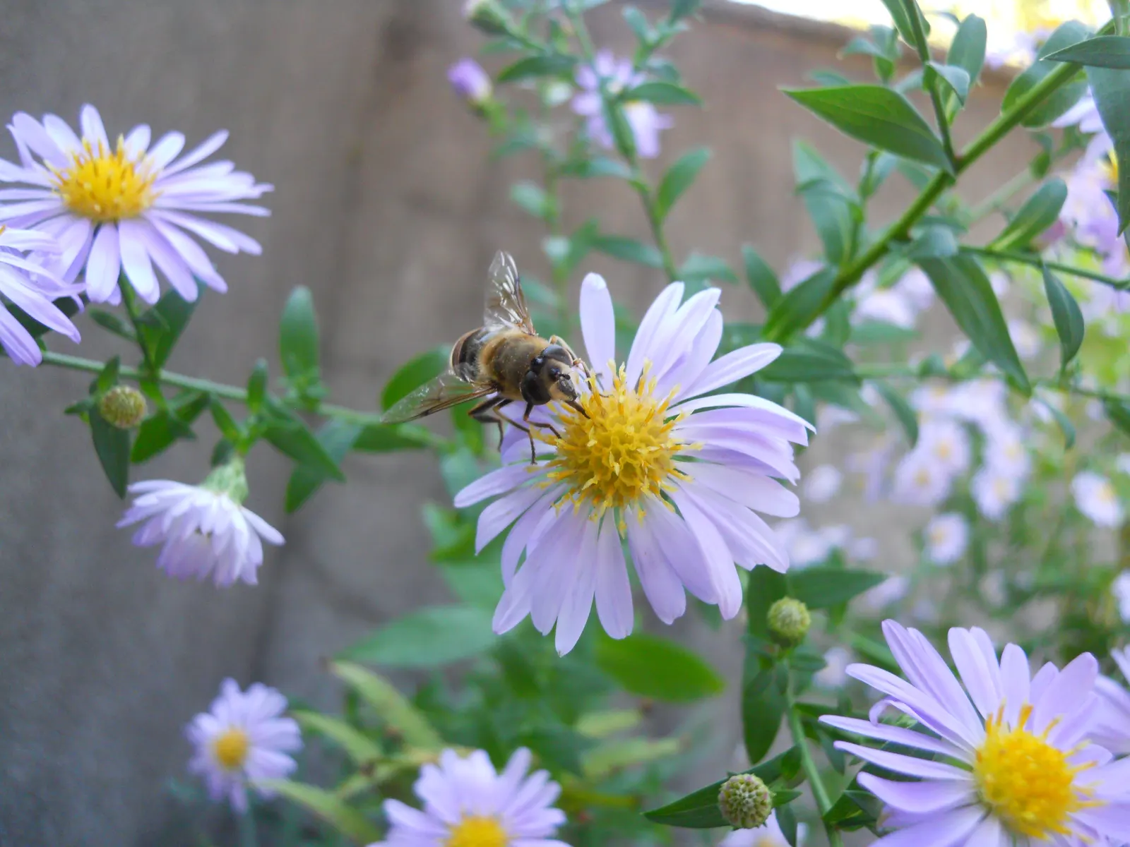 California Aster (Lessingia Filaginifolia) — this aster species provides a pleasing; to the garden.<br><br>Ideally suited for a water-wise, image 62