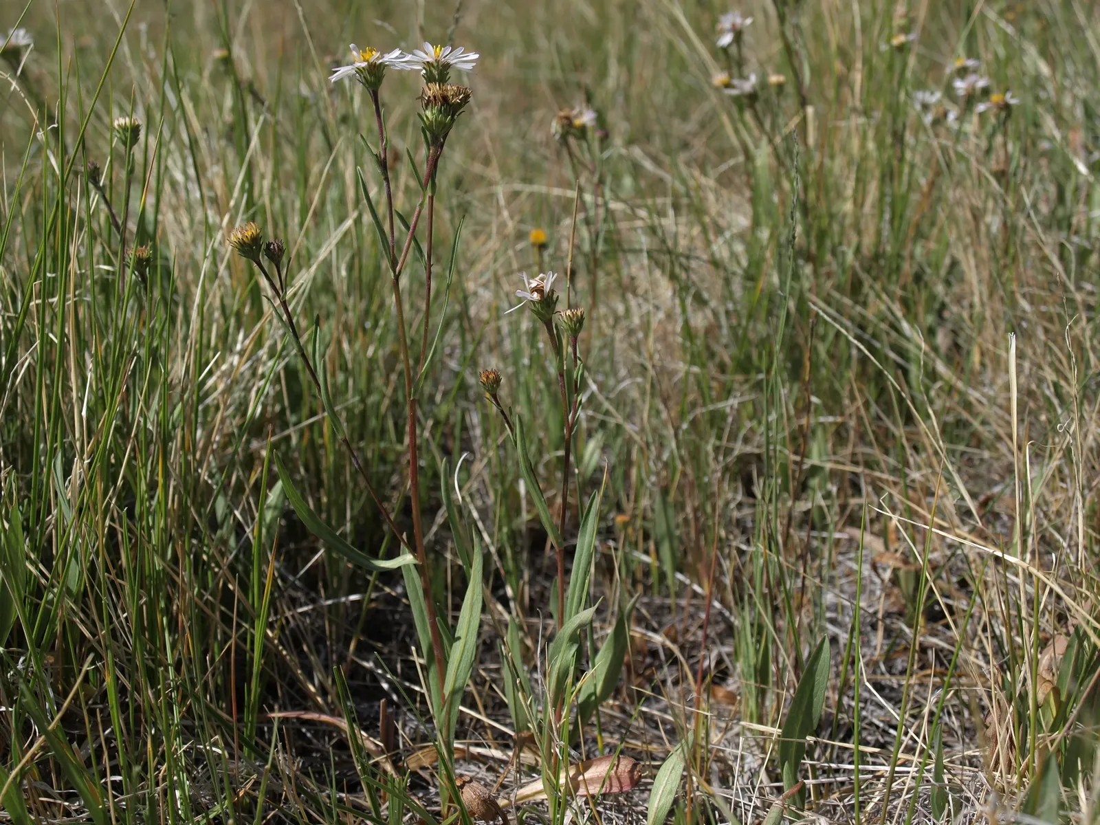 California Aster (Lessingia Filaginifolia) — is an enchanting perennial native to the coastal and inland valleys of California