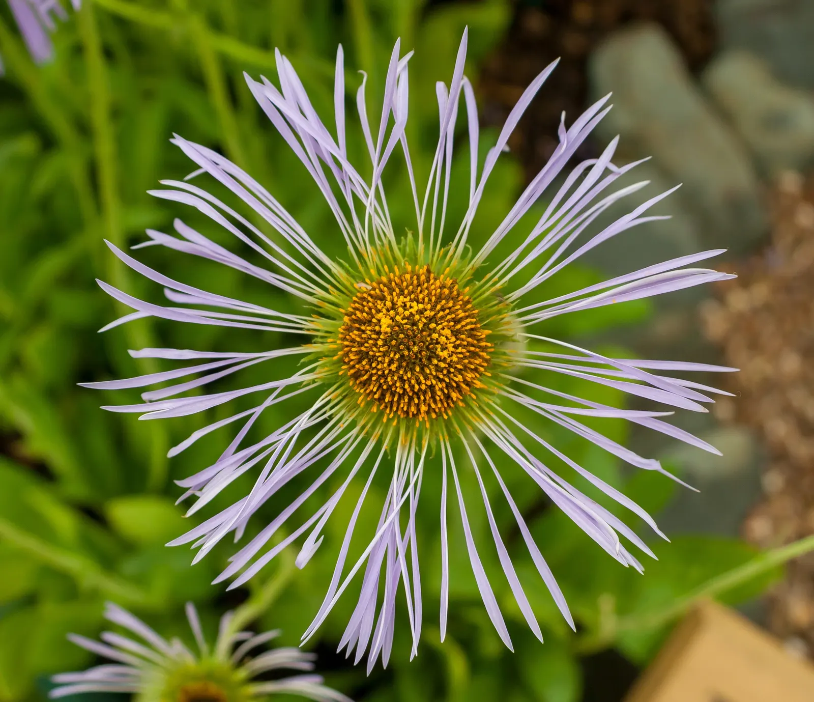 California Aster (Lessingia Filaginifolia) — violet flowers in the garden