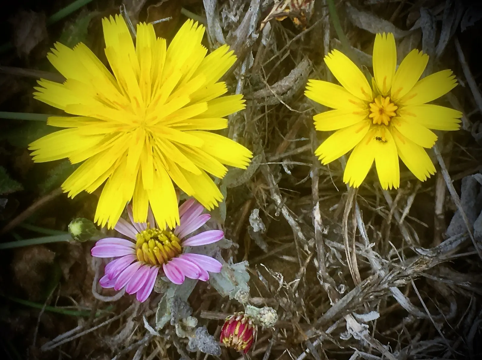 California Aster (Lessingia Filaginifolia) — The blooms proudly display their lavender to pinkish hues with yellow centers from mid-summer through fall