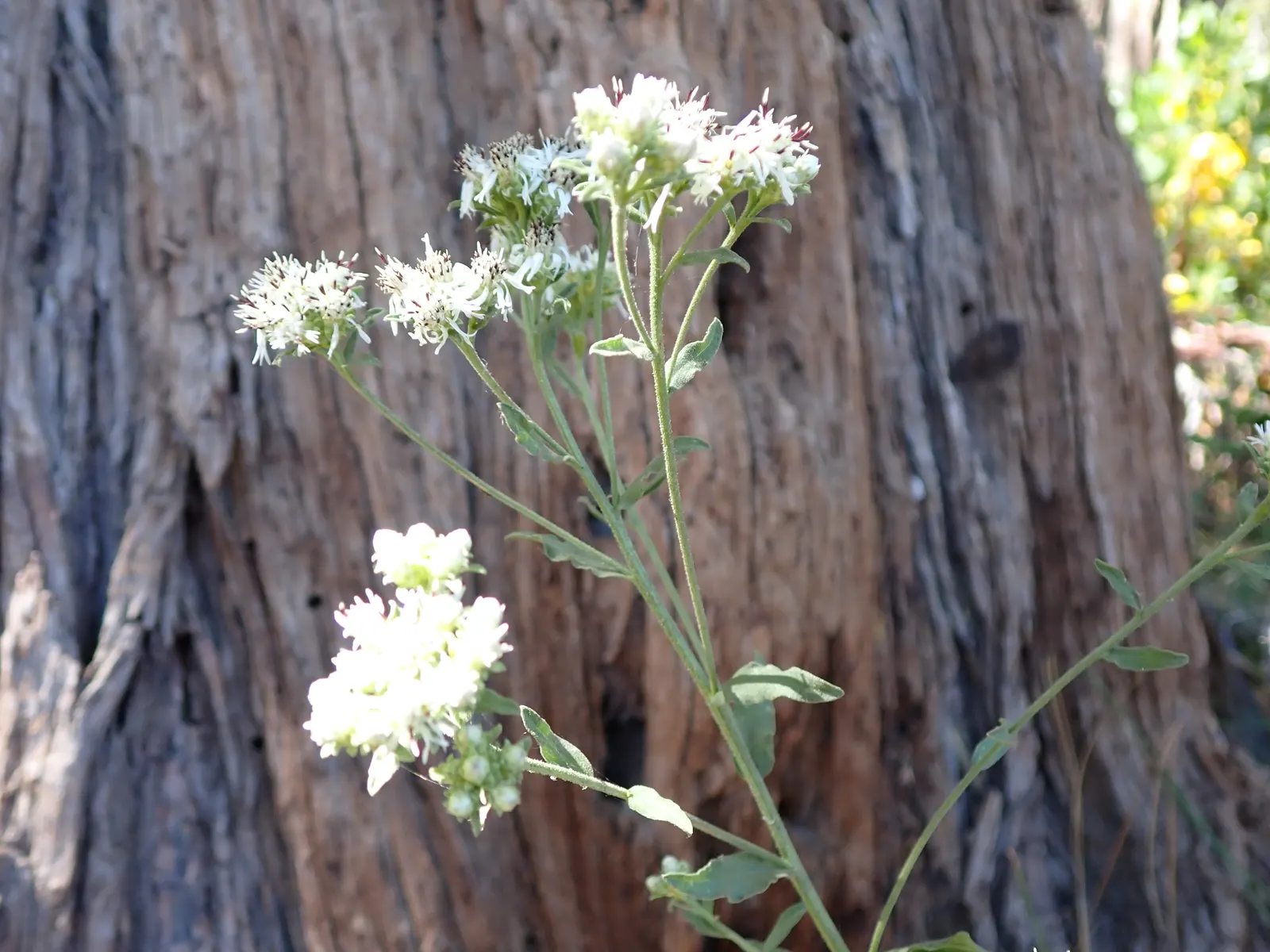 California Aster (Lessingia Filaginifolia) — Its silvery foliage and late summer-to-fall display of lavender to pink daisy-like flowers
