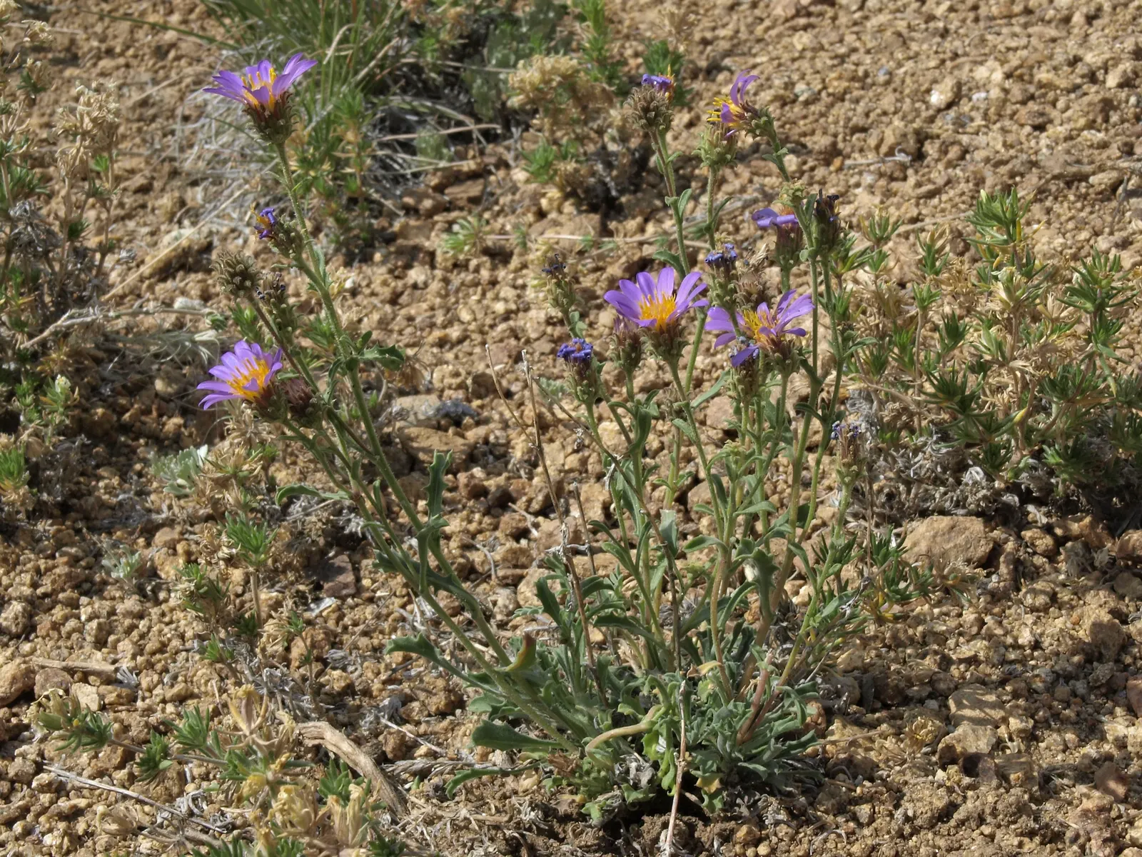 California Aster (Lessingia Filaginifolia) — including butterflies and bees; it prefers well-drained soils but is notably drought-tolerant once established