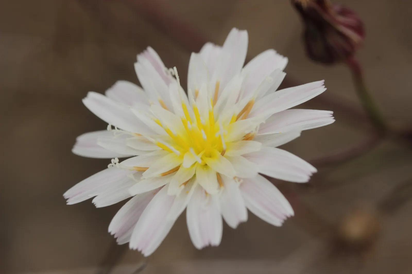 California Aster (Lessingia Filaginifolia) — Grouping these plants can create a swath of color and texture