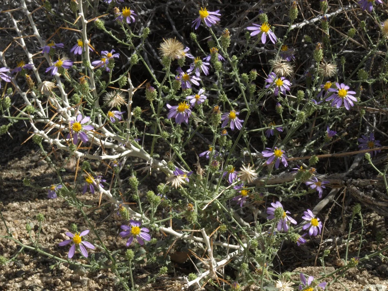 California Aster (Lessingia Filaginifolia) — thus requiring minimal irrigation; to encourage a bushier growth and a repeated bloom