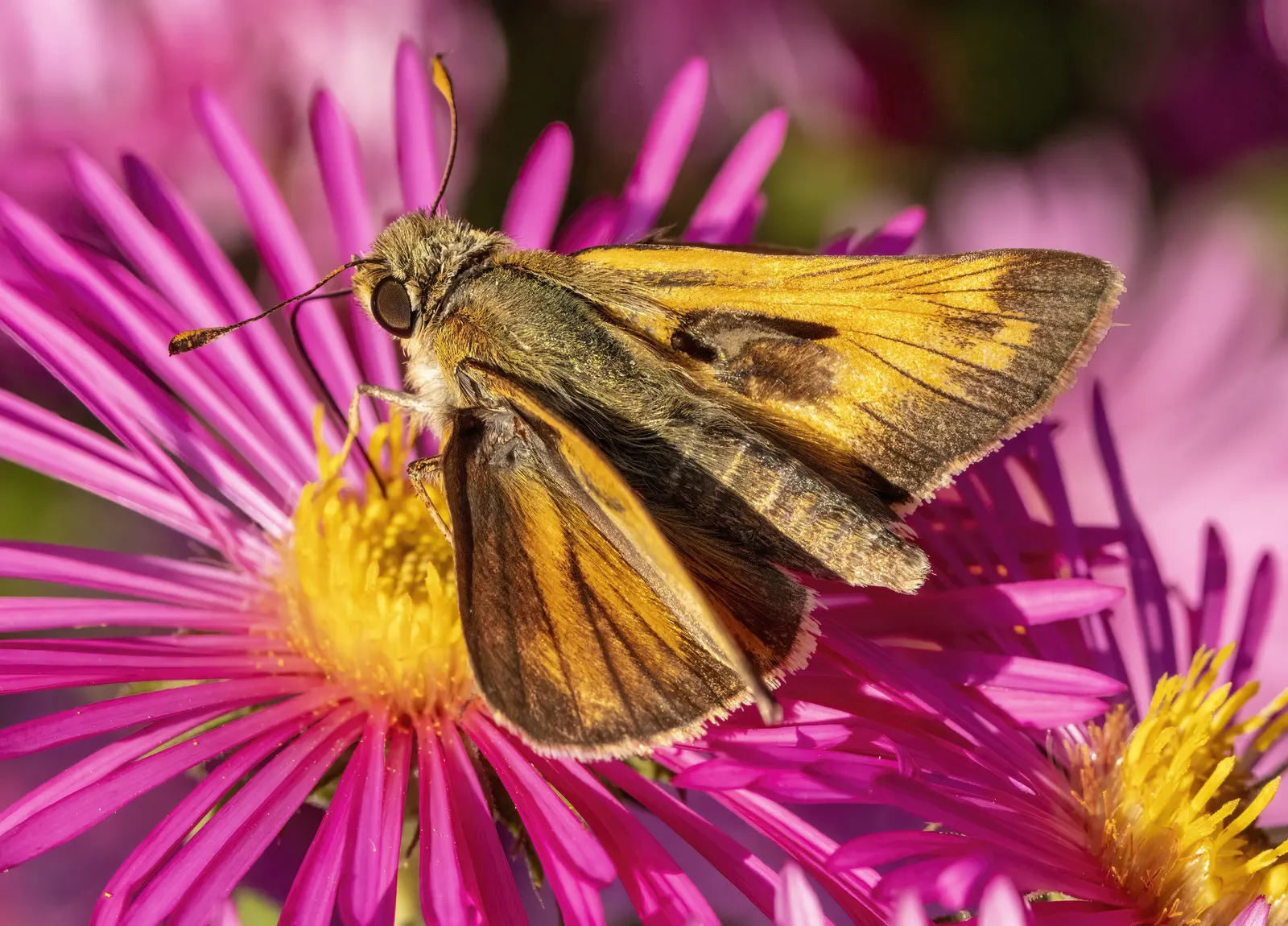 California Aster (Lessingia Filaginifolia) — thus requiring minimal irrigation