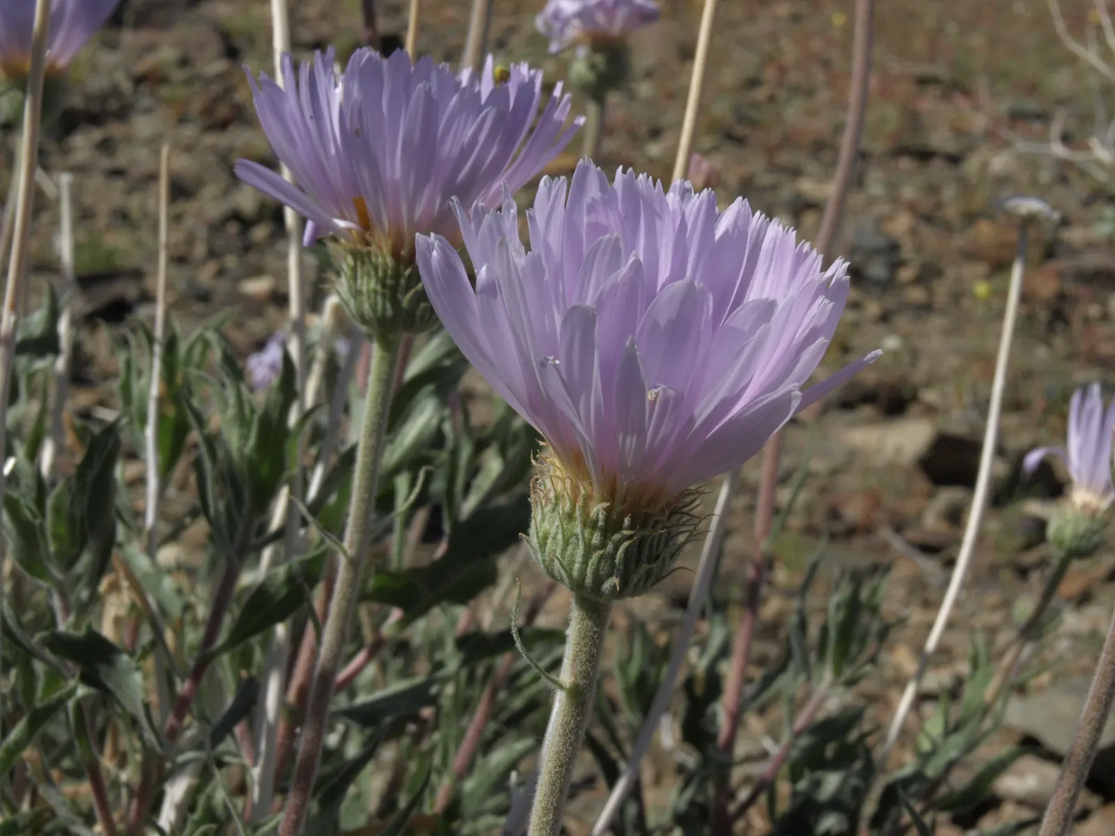 California Aster (Lessingia Filaginifolia) — to the garden.<br><br>Ideally suited for a water-wise landscape or a wildflower meadow
